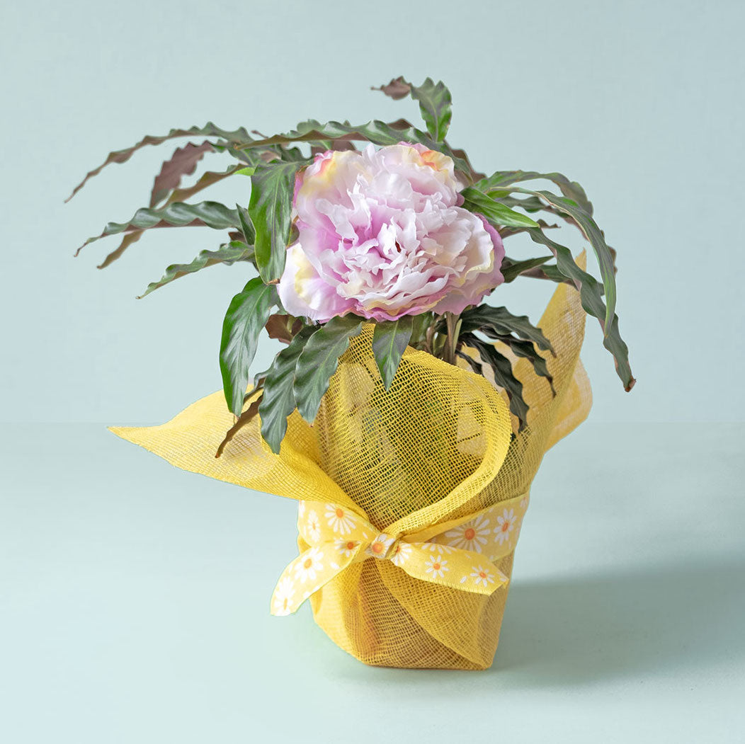 Bobina Rete Cotone rigida