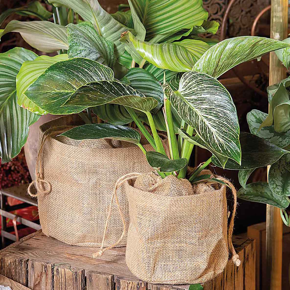 Sottovaso Juta Naturale