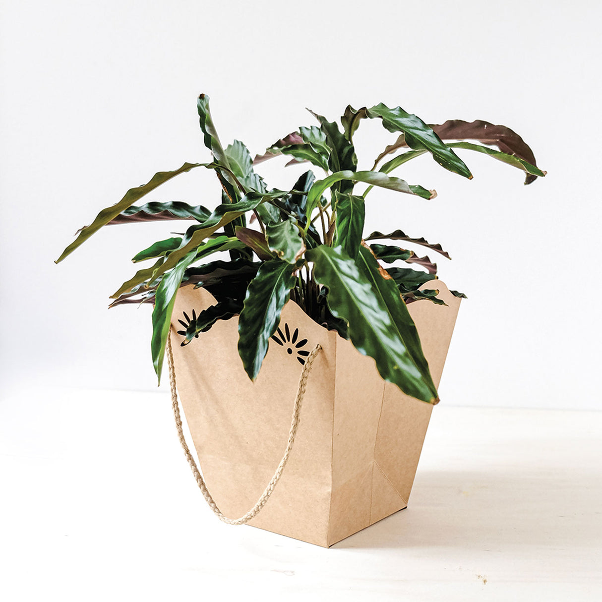 Shopper per piante 210gr con interno PE