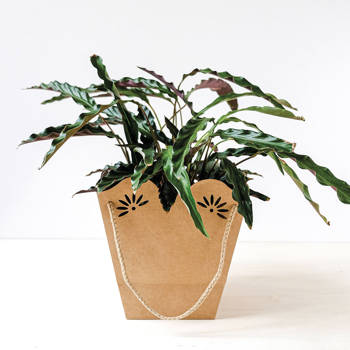 Shopper per piante 210gr con interno PE