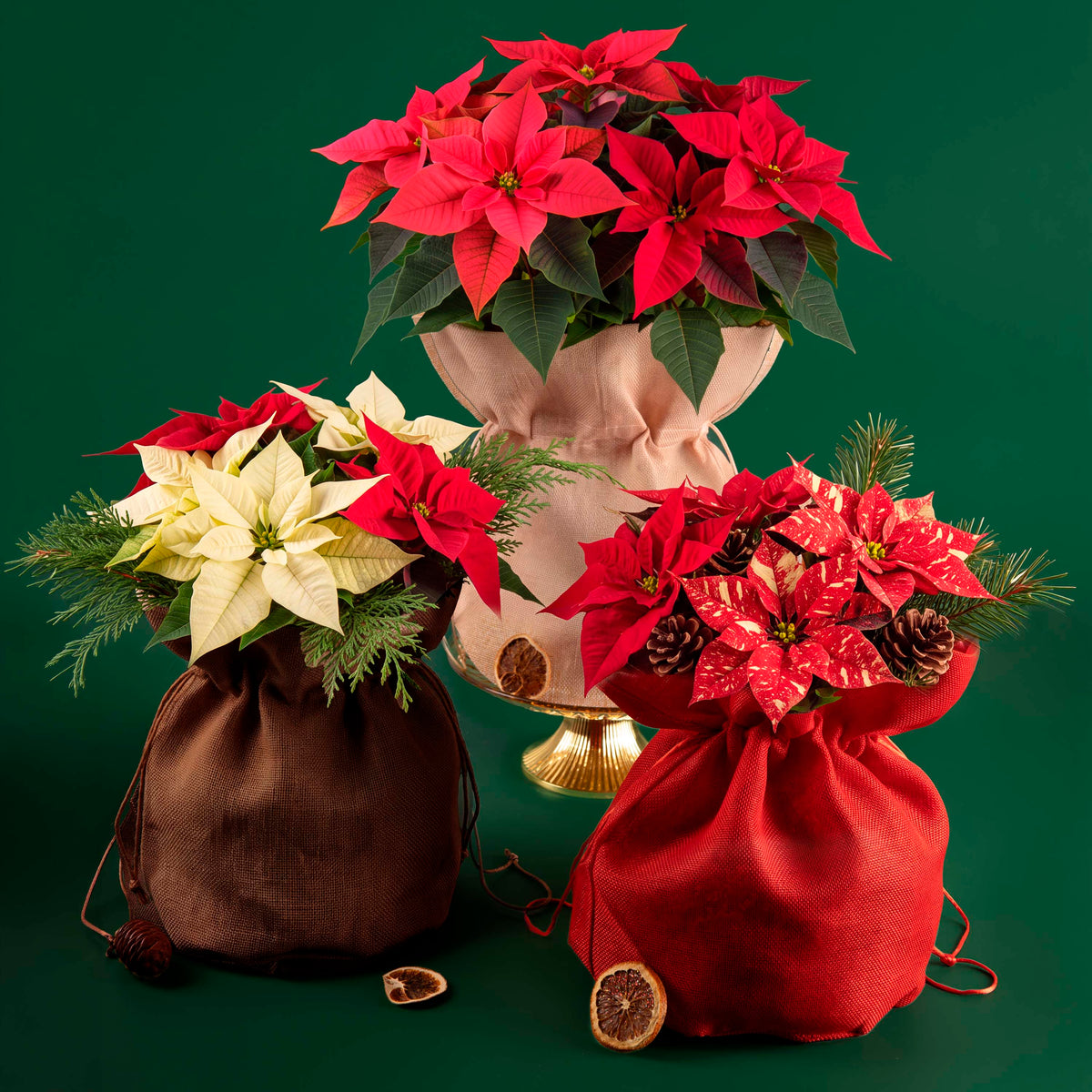 Sac Porte-Panettone Toile de Coton