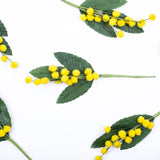 Pick Mimosa